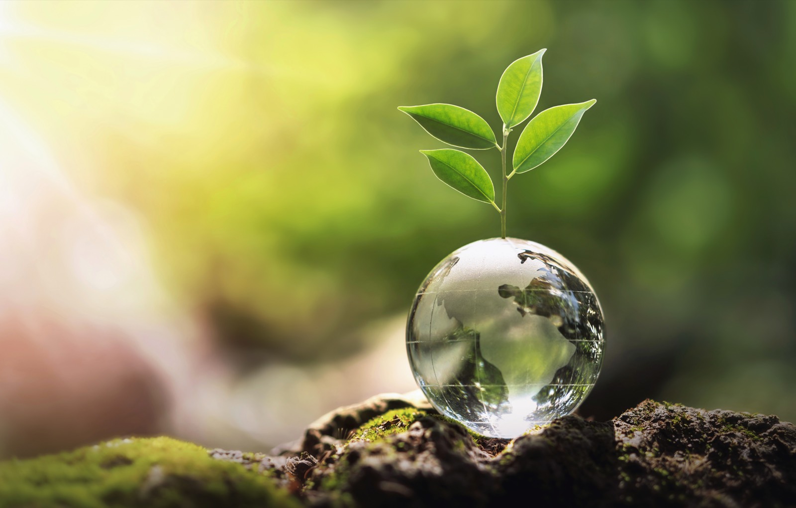 A glass globe with a young plant, representing sustainability